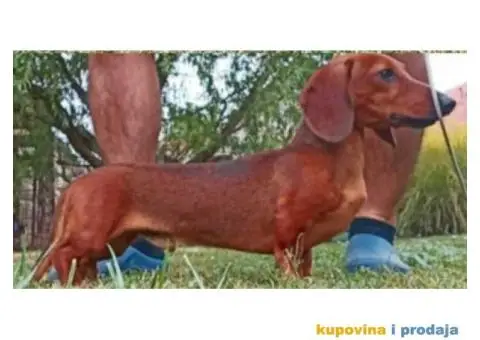 Patuljasti Jazavicar - 1/4