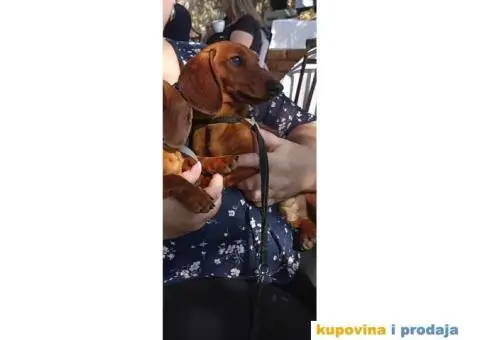 Patuljasti Jazavicar - 2/4