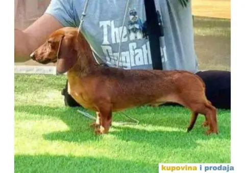 Patuljasti Jazavicar - 3/4