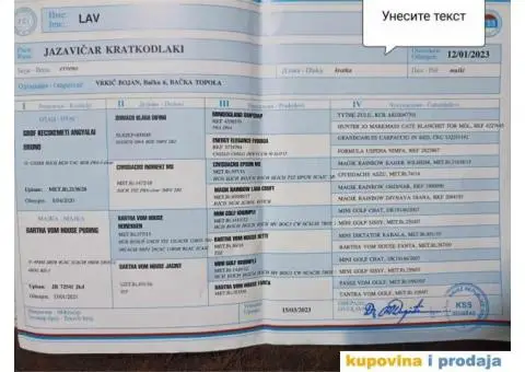 Patuljasti Jazavicar - 4/4