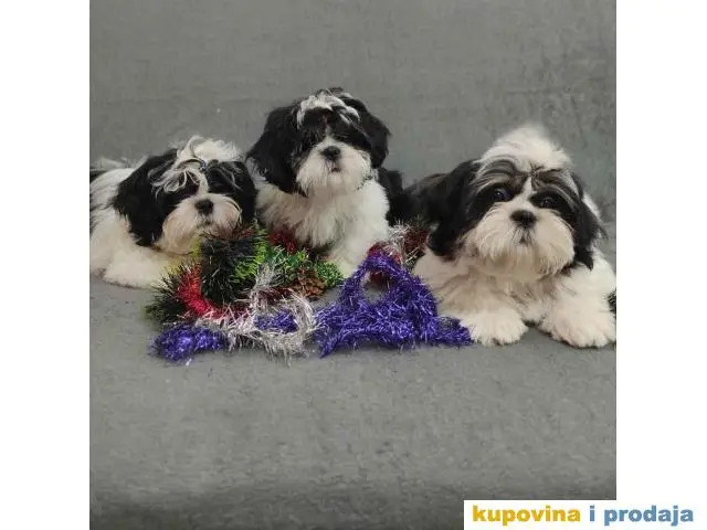 Dostupni Štenci Shih tzu rase - 1