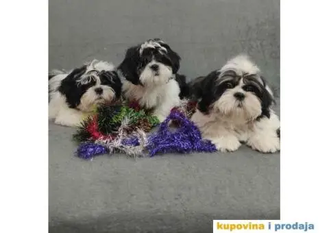 Dostupni Štenci Shih tzu rase - 1/8