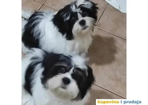 Dostupni Štenci Shih tzu rase - 2/8