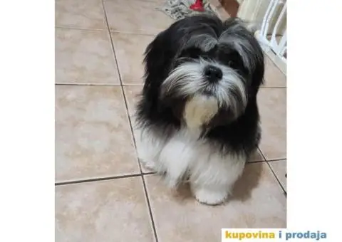 Dostupni Štenci Shih tzu rase - 3/8