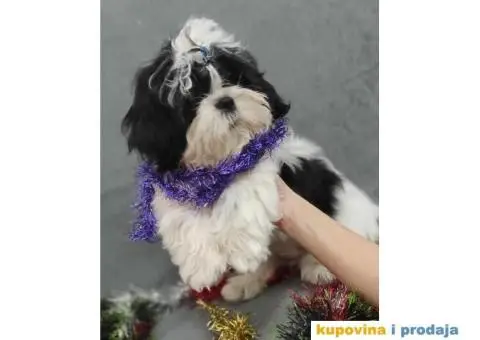 Dostupni Štenci Shih tzu rase - 4/8
