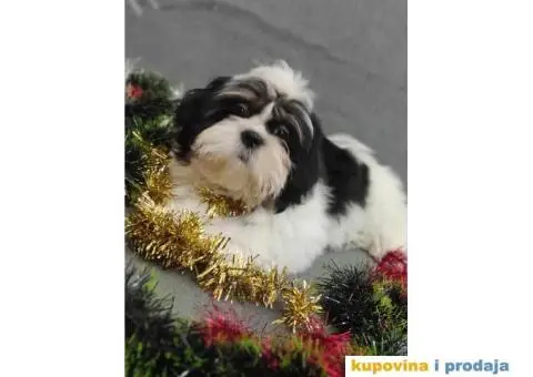 Dostupni Štenci Shih tzu rase - 5/8