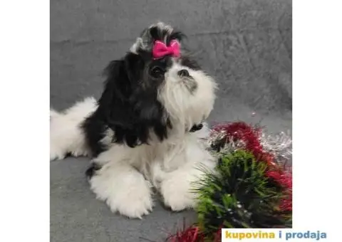 Dostupni Štenci Shih tzu rase - 6/8