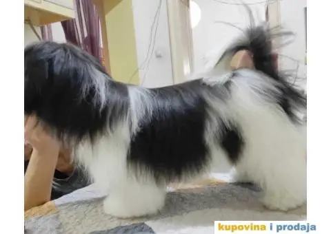 Dostupni Štenci Shih tzu rase - 7/8