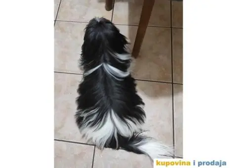 Dostupni Štenci Shih tzu rase - 8/8