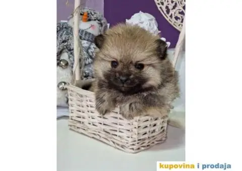 Preslatki medvedici POMERANCA - 1/6