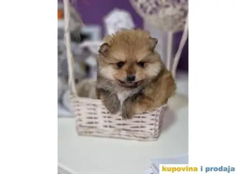 Preslatki medvedici POMERANCA - 2/6