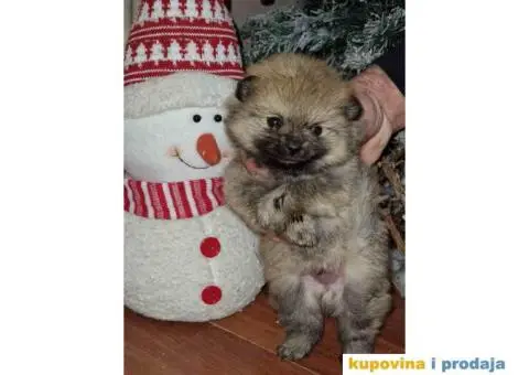 Preslatki medvedici POMERANCA - 3/6