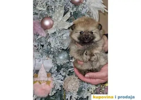 Preslatki medvedici POMERANCA - 4/6