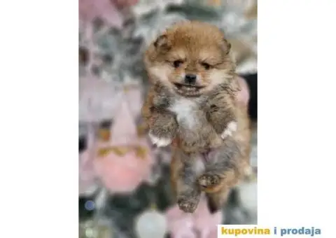 Preslatki medvedici POMERANCA - 5/6