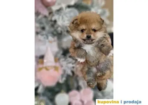 Preslatki medvedici POMERANCA - 6/6