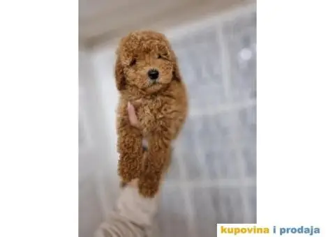 Bebice PUDLICA aprikot toy - 1/4