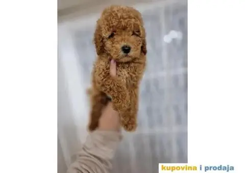 Bebice PUDLICA aprikot toy - 2/4