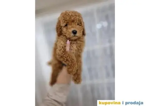 Bebice PUDLICA aprikot toy - 3/4