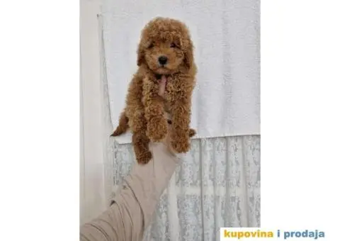 Bebice PUDLICA aprikot toy - 4/4