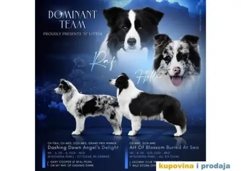 Border Koli prelepi štenci - 1/6