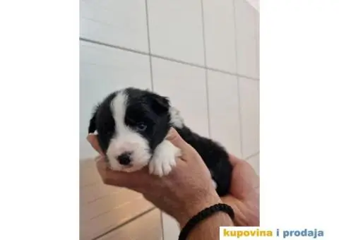 Border Koli prelepi štenci - 2/6