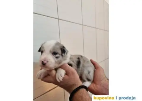 Border Koli prelepi štenci - 3/6