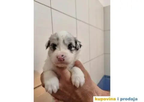 Border Koli prelepi štenci - 4/6