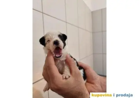 Border Koli prelepi štenci - 5/6