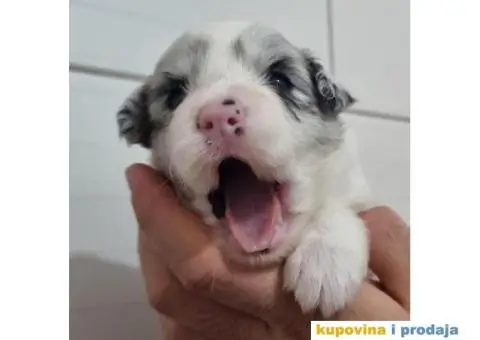 Border Koli prelepi štenci - 6/6