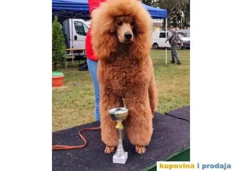 Stenci Kraljevske pudle u aprikot i crvenoj boji - 1/7