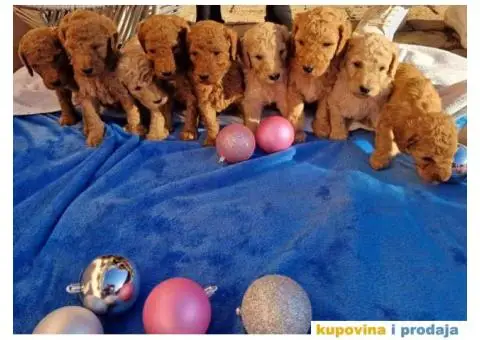 Stenci Kraljevske pudle u aprikot i crvenoj boji - 2/7