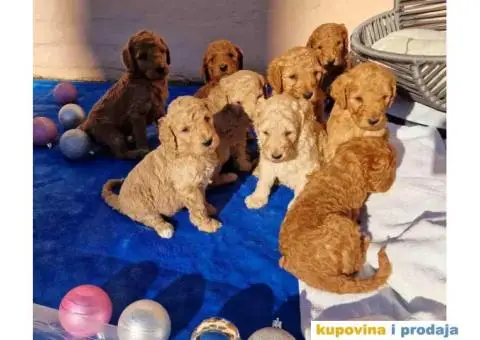 Stenci Kraljevske pudle u aprikot i crvenoj boji - 3/7