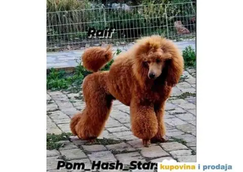 Stenci Kraljevske pudle u aprikot i crvenoj boji - 4/7