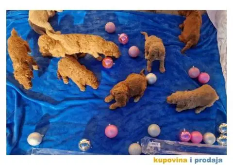 Stenci Kraljevske pudle u aprikot i crvenoj boji - 5/7