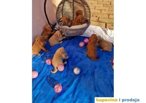 Stenci Kraljevske pudle u aprikot i crvenoj boji - 7/7