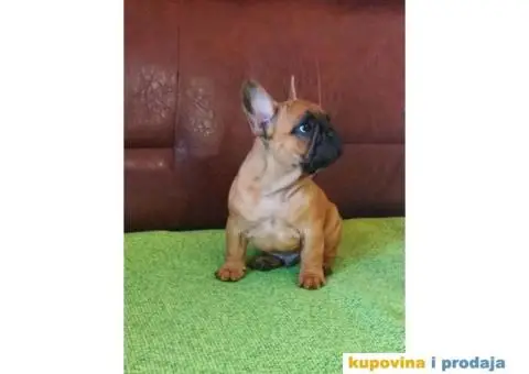 Odgajivačnica Francuskih Buldoga - 1/8