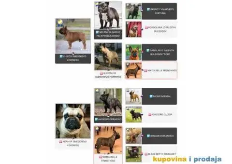 Odgajivačnica Francuskih Buldoga - 4/8