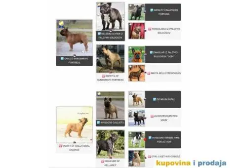 Odgajivačnica Francuskih Buldoga - 5/8