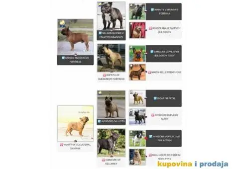 Odgajivačnica Francuskih Buldoga - 6/8