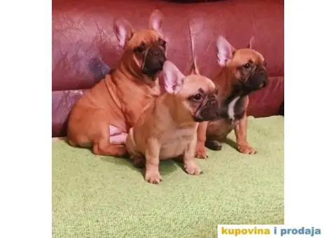 Odgajivačnica Francuskih Buldoga - 7/8