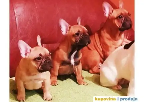 Odgajivačnica Francuskih Buldoga - 8/8