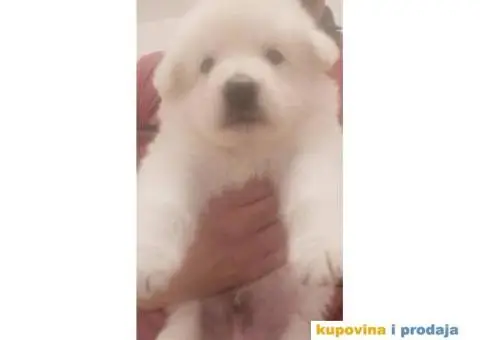 Stenci  KANADSKOG OVČARA - 1/7