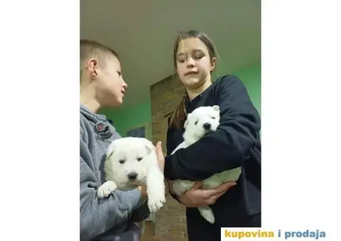 Stenci  KANADSKOG OVČARA - 2/7