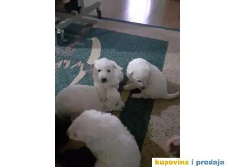 Stenci  KANADSKOG OVČARA - 3/7