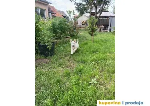 Stenci  KANADSKOG OVČARA - 5/7