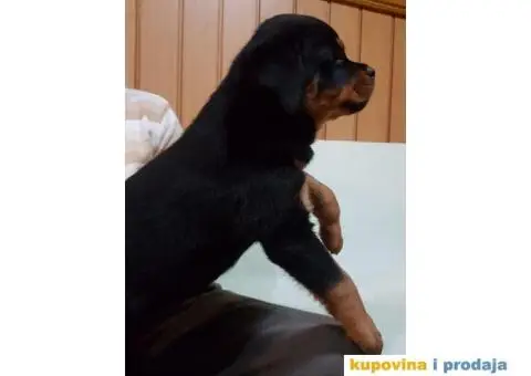 Rotvajler štenci - 1/11