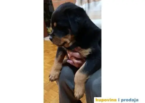 Rotvajler štenci - 2/11