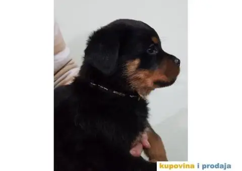 Rotvajler štenci - 4/11