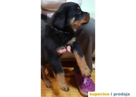 Rotvajler štenci - 5/11