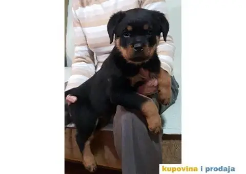 Rotvajler štenci - 6/11